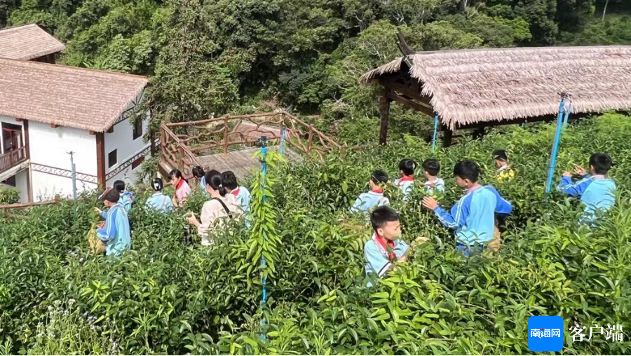 茶措村最新项目，乡村振兴的新引擎