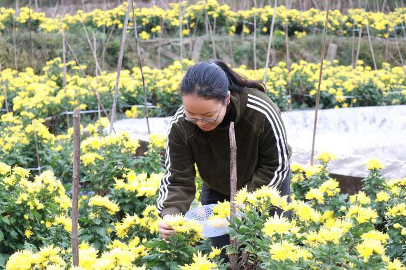 香山村新项目引领乡村振兴，塑造未来宜居典范典范标题，香山村新项目塑造未来宜居典范，乡村振兴新篇章