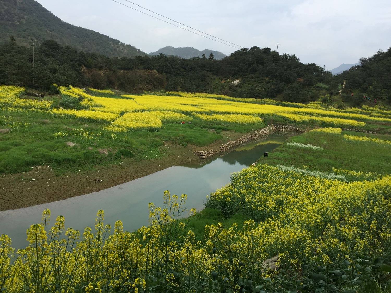 黄雷乡天气预报更新通知