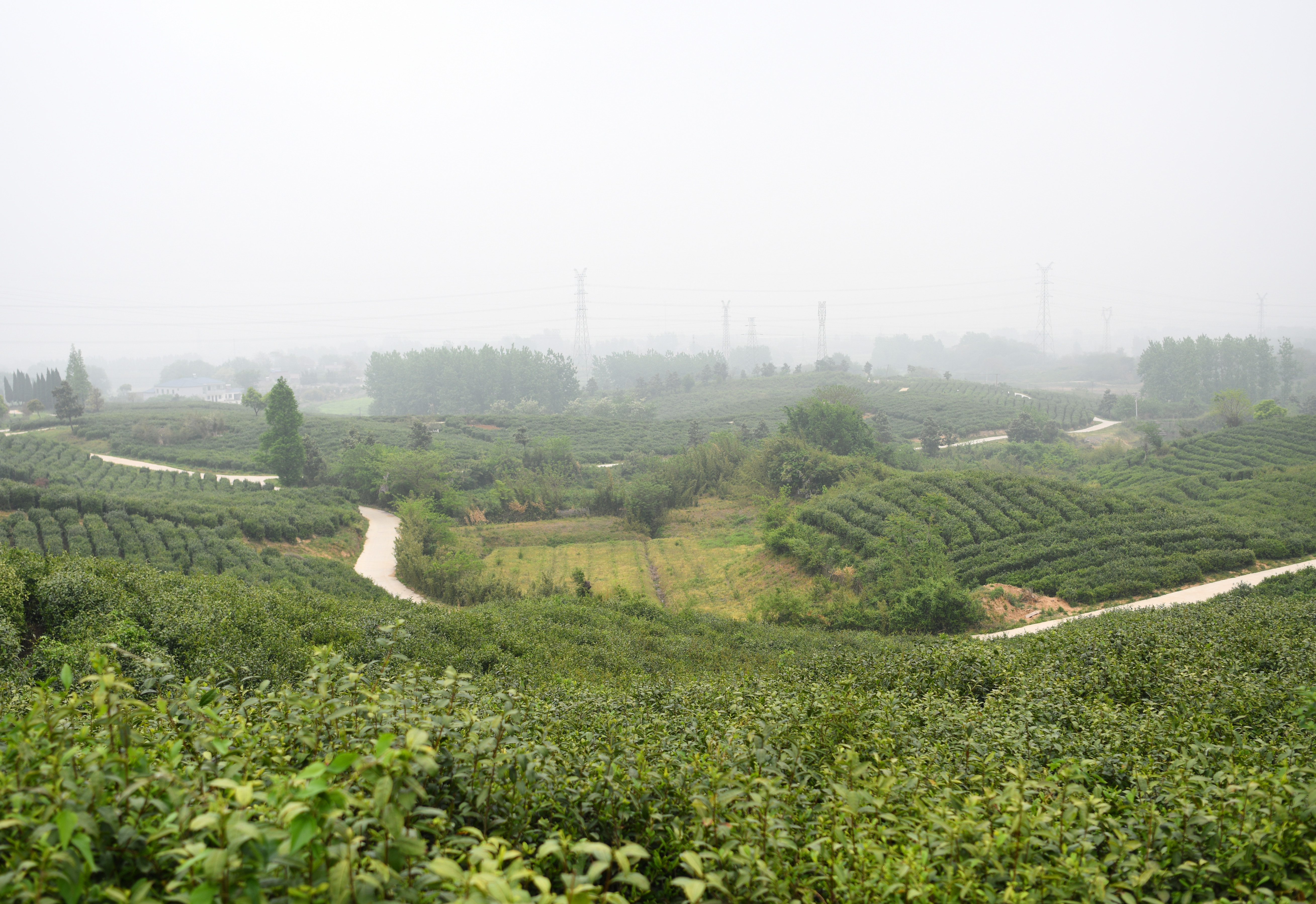 句容市九华茶场最新招聘启事