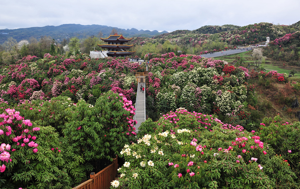 毕节市百里杜鹃景区游玩攻略大全