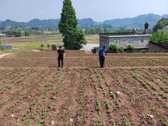 炎陵县农业农村局新项目推动农业现代化助力乡村振兴