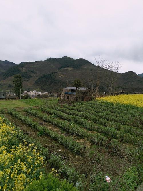 茭道镇天气预报更新通知