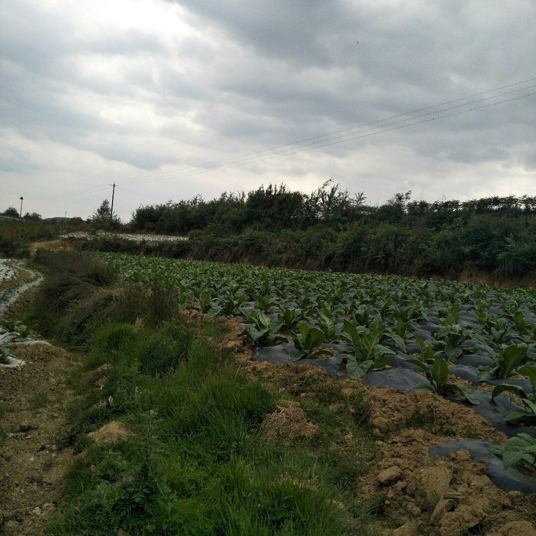 荣家湾镇天气预报更新通知